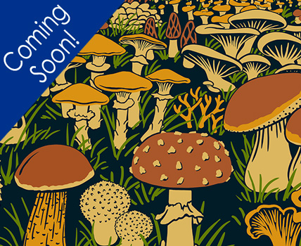 Mushroom Forest