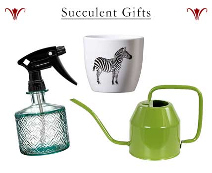 Unique Gifts - Gifts for Her,, Gifts for Him, -succulent gifts! 