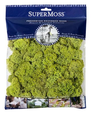 Reindeer Moss 4oz Chartreuse