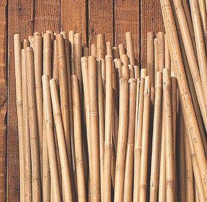 Bamboo Stake 8'x1" Bnd50 - Bamboo Canes