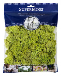 Reindeer Moss 4oz Chartreuse