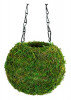 Kokedama 6" Green